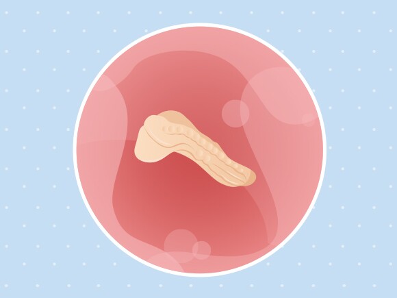 Echographies de grossesse: l'évolution du fœtus semaine par semaine
